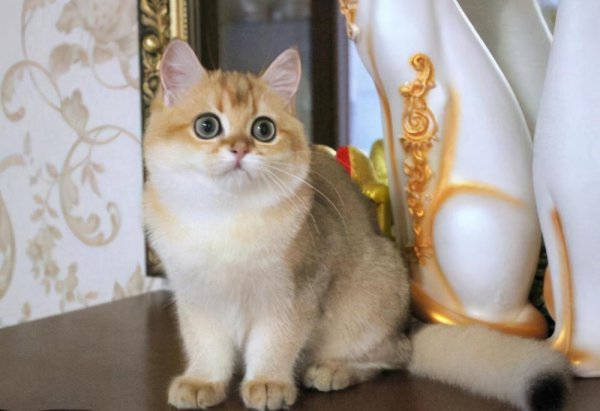 猫咪几个月算成年