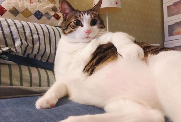 猫咪几个月算成年