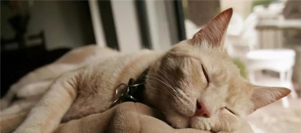 猫咪几个月算成年