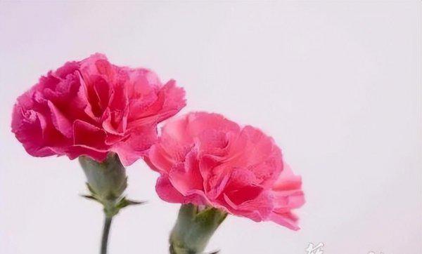 母亲节是第几个星期天