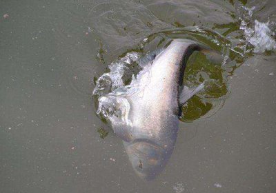 鲢鳙钓多深合适 为什么说钓鲢鱼的钓点水位越深越好