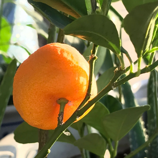 院子里种什么果树风水好又旺财