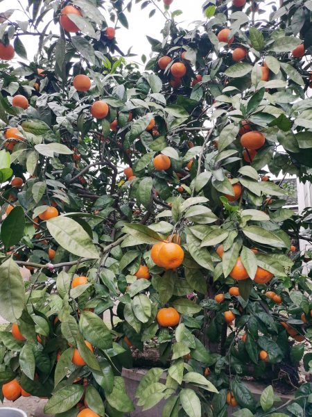 院子里种什么果树风水好又旺财