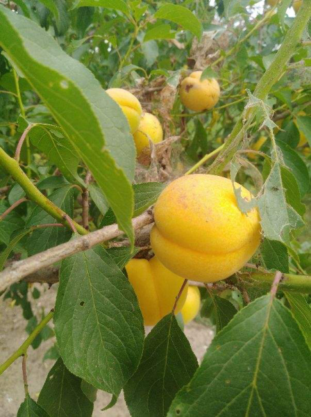 院子里种什么果树风水好又旺财