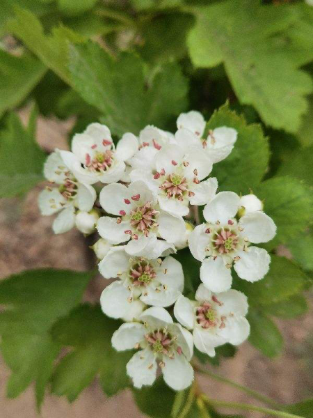 院子里种什么果树风水好又旺财