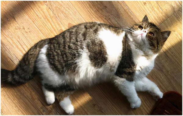 猫配种需要放一起多久时间