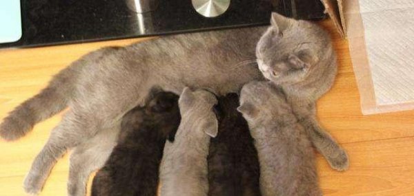 猫配种需要放一起多久时间