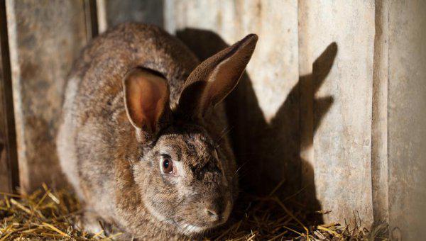 兔子一年繁殖几窝