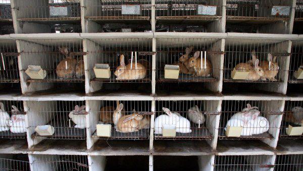 兔子一年繁殖几窝