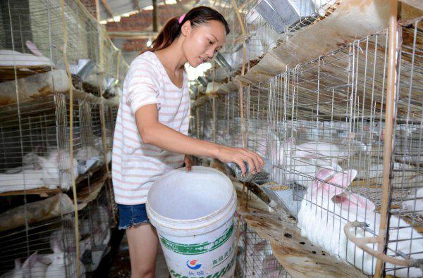 兔子一年繁殖几窝