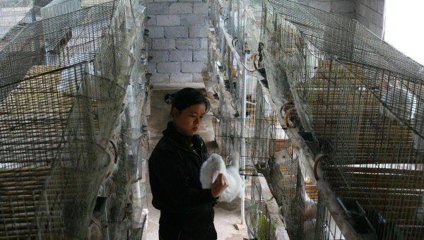 兔子一年繁殖几窝