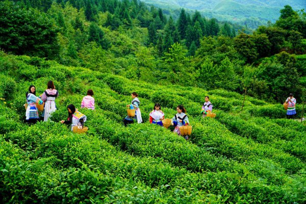 纳雍县属于哪个市