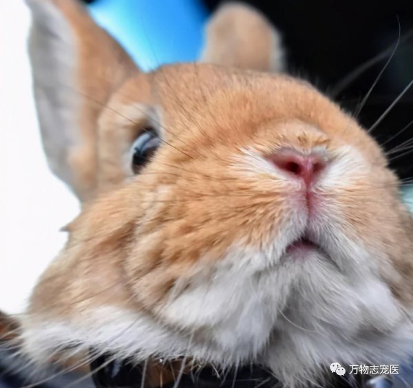 兔子智商等于几岁人类