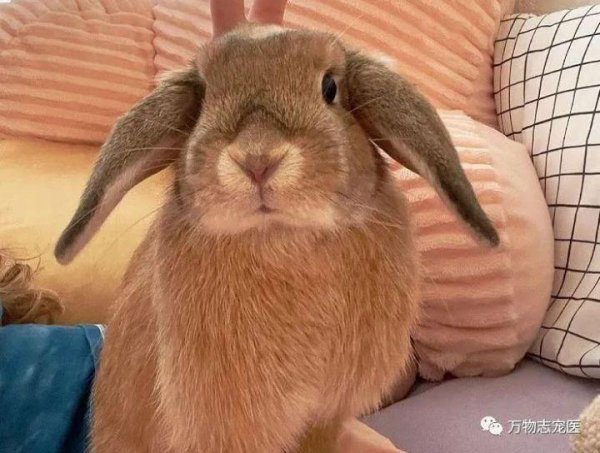 兔子智商等于几岁人类