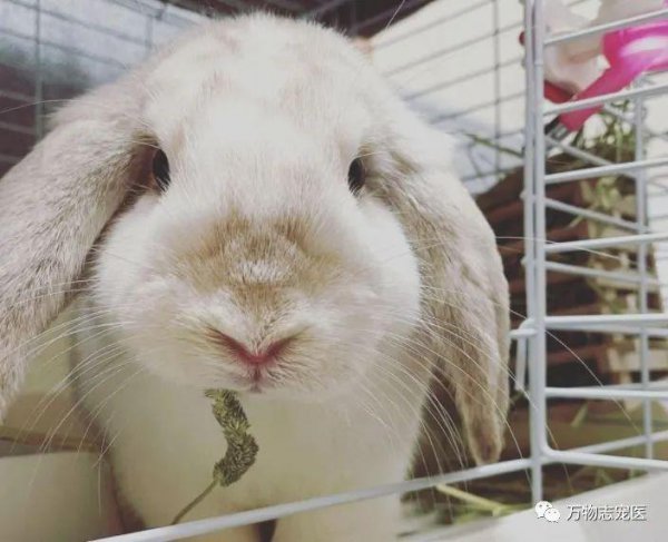 兔子智商等于几岁人类