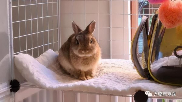 兔子智商等于几岁人类