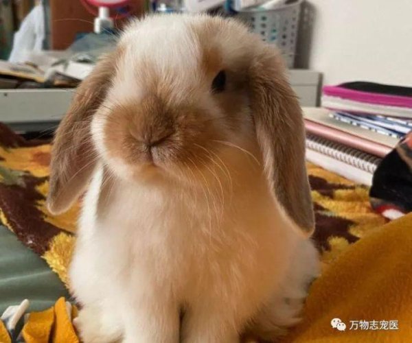 兔子智商等于几岁人类