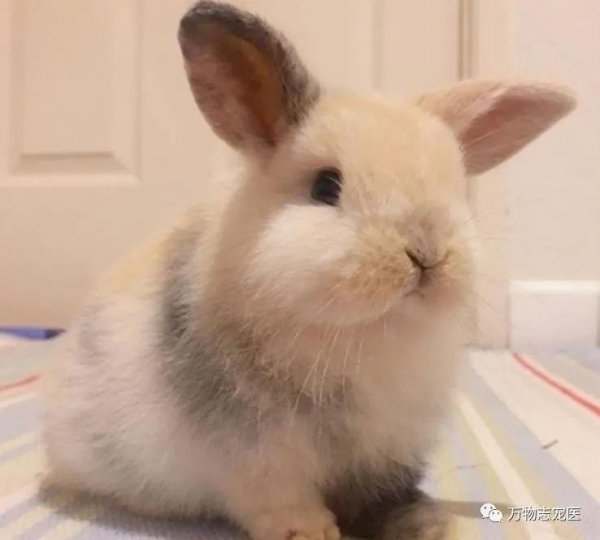 兔子智商等于几岁人类