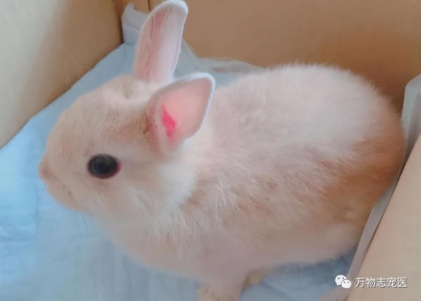 兔子智商等于几岁人类