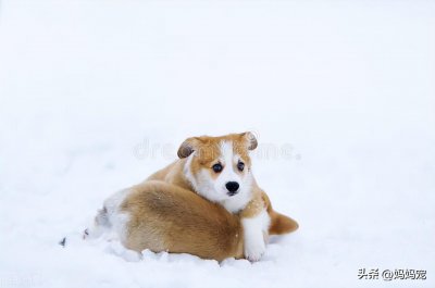 威尔士柯基犬多少钱一只 柯基价格主要受到哪些因素的影响