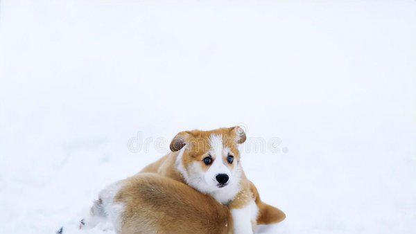 威尔士柯基犬多少钱一只