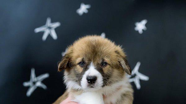 威尔士柯基犬多少钱一只