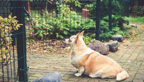 威尔士柯基犬多少钱一只