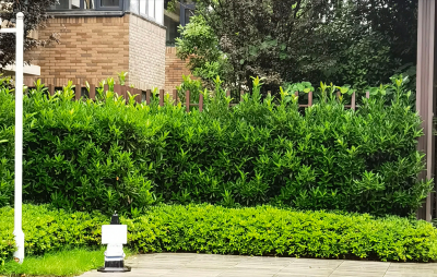 四季常青植物篱笆墙 这8种植物可以用来做家庭绿篱墙