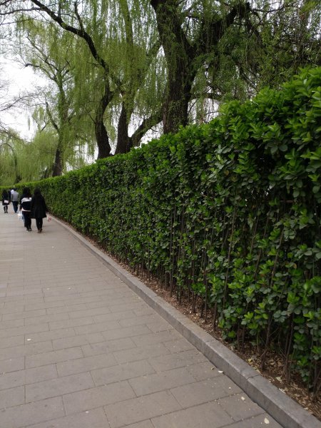 四季常青植物篱笆墙