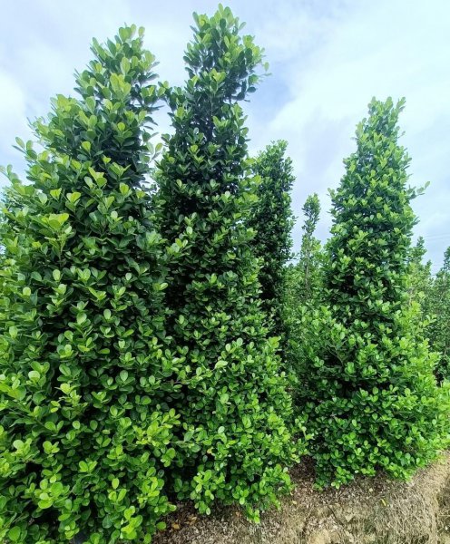 四季常青植物篱笆墙