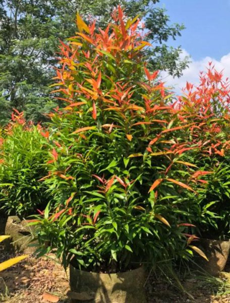 四季常青植物篱笆墙