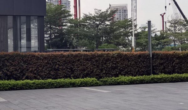 四季常青植物篱笆墙