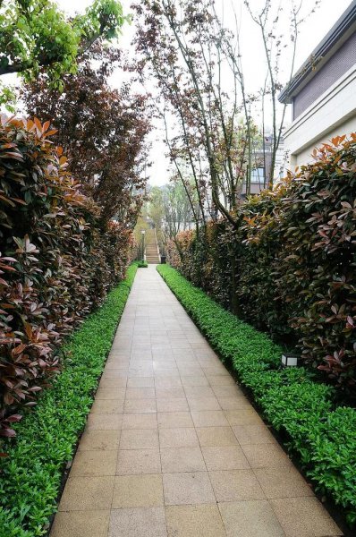 四季常青植物篱笆墙