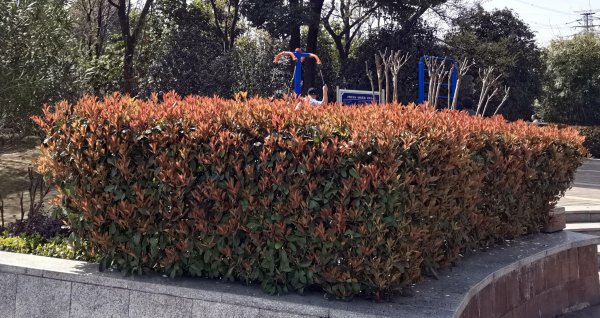 四季常青植物篱笆墙