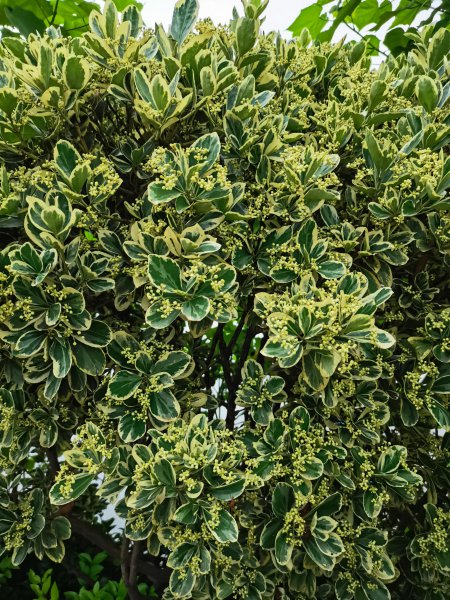 四季常青植物篱笆墙