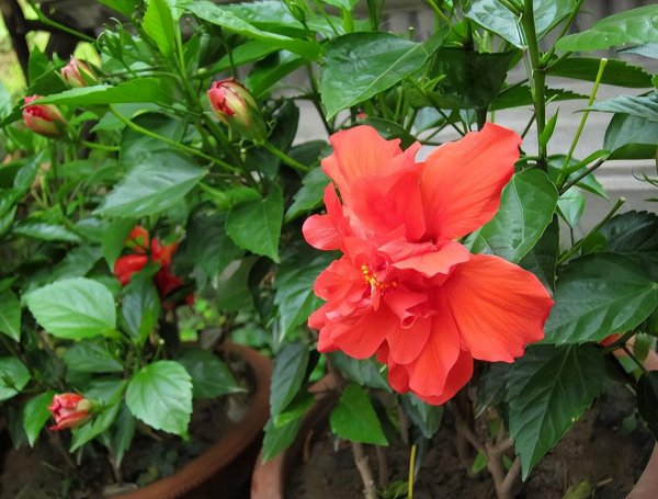 四季常青植物篱笆墙