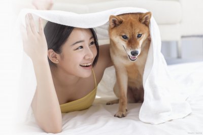 柴犬能长多大 正常成年柴犬的标准身高和体重是多少