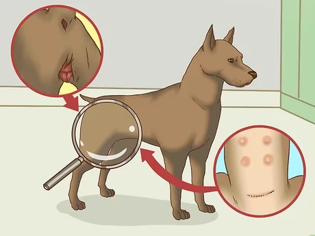 茶杯犬背后的血腥是真的吗