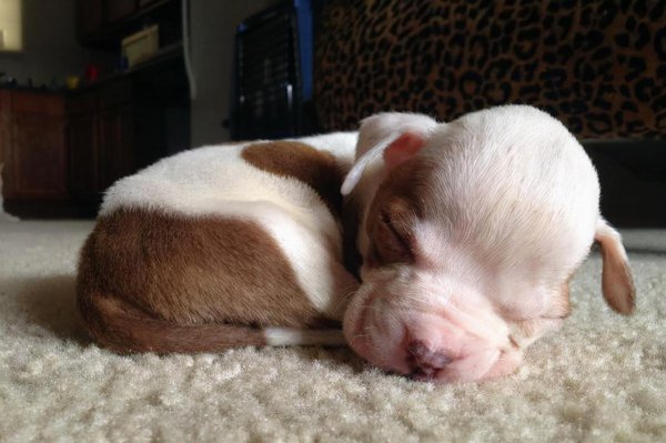 茶杯犬背后的血腥是真的吗