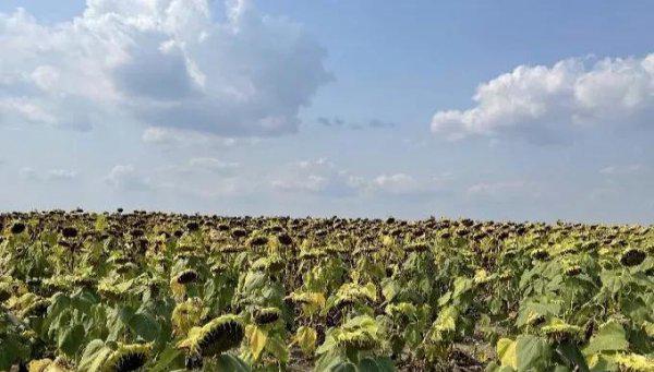 敖德萨属于哪个国家的城市