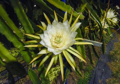 进口火龙果和国产火龙果的区别 国产还是进口火龙果好吃