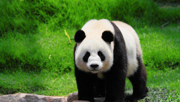大熊猫是不是只有中国有