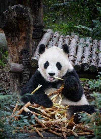 大熊猫是不是只有中国有