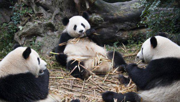 大熊猫是不是只有中国有