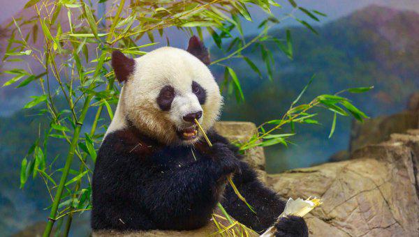 大熊猫是不是只有中国有
