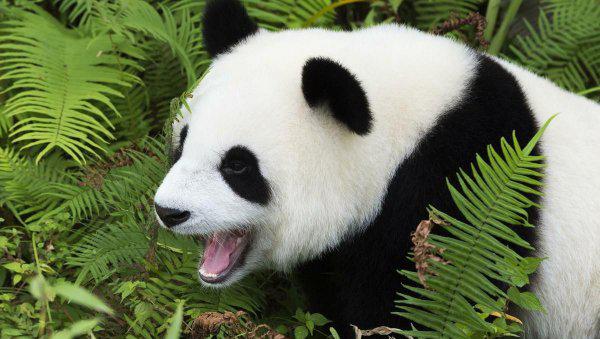 大熊猫是不是只有中国有