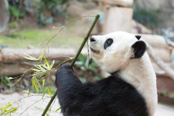 大熊猫是不是只有中国有
