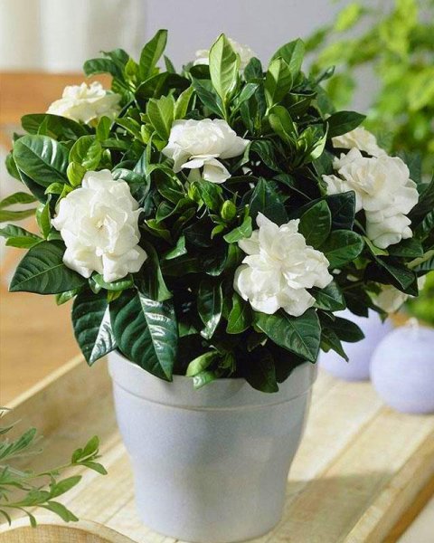 栀子花什么味道