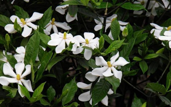 栀子花什么味道