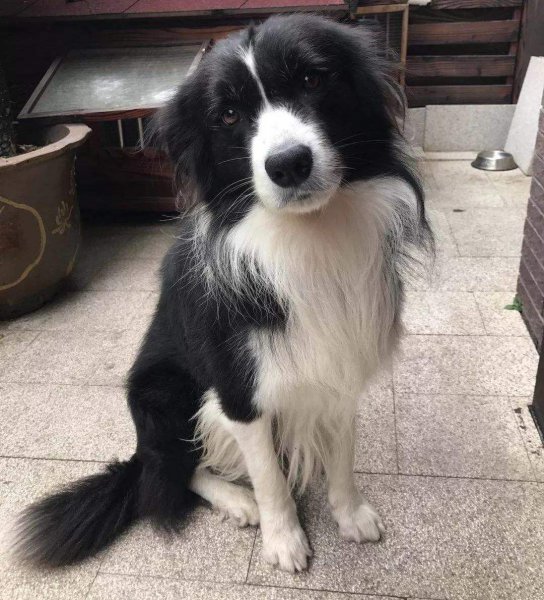 农村找狗很灵的方法